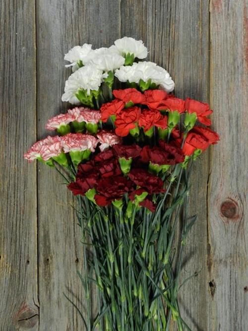 CHRISTMAS- MIX RED, WHITE ,RED/WHITE BI-COLOR, BURGUNDY ASSORTED CARNATIONS